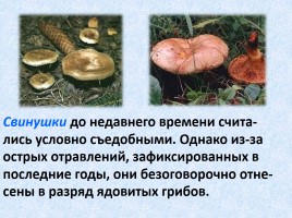 Ядовитые и съедобные грибы, слайд 33