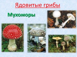 Ядовитые и съедобные грибы, слайд 4