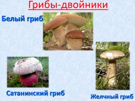 Ядовитые и съедобные грибы, слайд 6