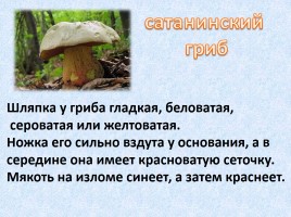 Ядовитые и съедобные грибы, слайд 7