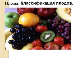Плоды - Классификация плодов, слайд 1