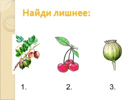 Плоды - Классификация плодов, слайд 16
