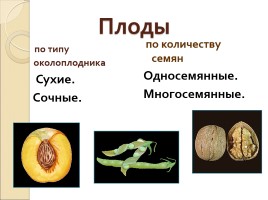 Плоды - Классификация плодов, слайд 6