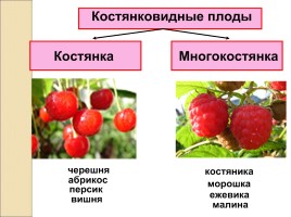 Плоды - Классификация плодов, слайд 8
