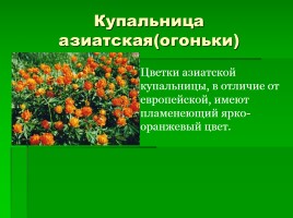 Растения Красной книги, слайд 4