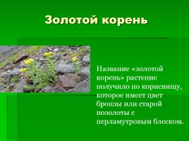Растения Красной книги, слайд 5