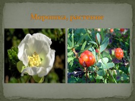 Самые распространённые растения Мурманской области, слайд 13