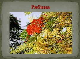 Самые распространённые растения Мурманской области, слайд 19