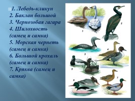 Животный мир Мурманской области, слайд 10