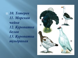 Животный мир Мурманской области, слайд 12