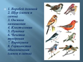 Животный мир Мурманской области, слайд 13