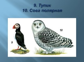 Животный мир Мурманской области, слайд 14