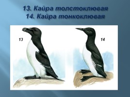 Животный мир Мурманской области, слайд 16