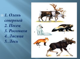 Животный мир Мурманской области, слайд 17