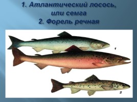 Животный мир Мурманской области, слайд 7