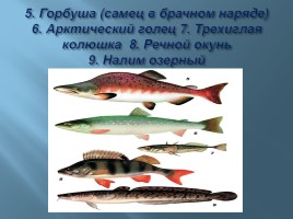 Животный мир Мурманской области, слайд 9