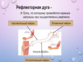Нервная система, слайд 11