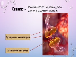 Нервная система, слайд 4