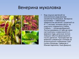 Самые необычные растения, слайд 3