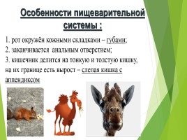 Млекопитающие (звери), слайд 12