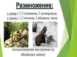 Млекопитающие (звери), слайд 13