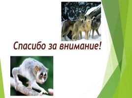 Млекопитающие (звери), слайд 14