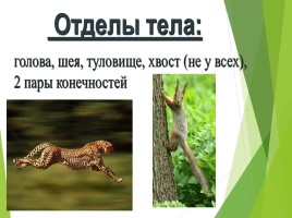 Млекопитающие (звери), слайд 3