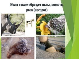 Млекопитающие (звери), слайд 6