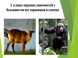 Млекопитающие (звери), слайд 8