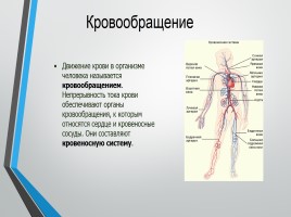 Строение человека - Система кровообращения, слайд 5