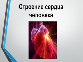 Строение человека - Система кровообращения, слайд 6