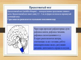 Строение головного мозга, слайд 11