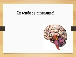 Строение головного мозга, слайд 15