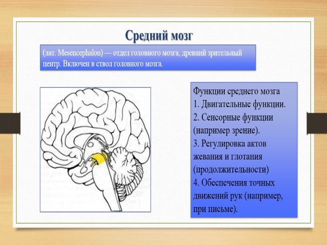 Задний мозг презентация анатомия