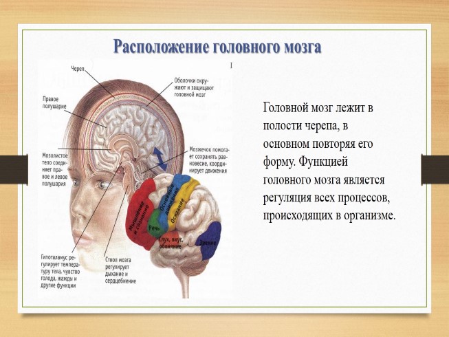 Презентация строение и функции головного мозга 8 класс презентация