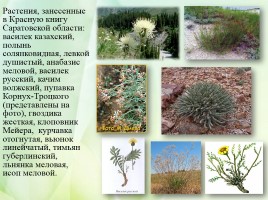 Проект «Заповедные зоны Саратовской области», слайд 15