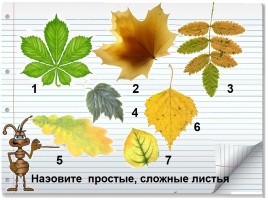 «Что это за листья?», слайд 11
