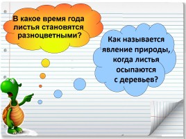 «Что это за листья?», слайд 3