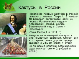 Исследовательский проект «Кактус - колючий друг», слайд 6