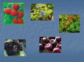 Окружающий мир «Почему нужно есть много овощей и фруктов», слайд 18