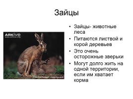 Звери-млекопитающие, слайд 10