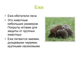 Звери-млекопитающие, слайд 11