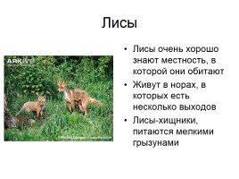 Звери-млекопитающие, слайд 12