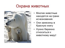 Звери-млекопитающие, слайд 14