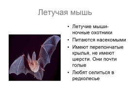 Звери-млекопитающие, слайд 7