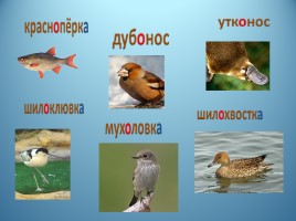 Урок русского языка 3 класс «Употребление в речи - Правописание сложных слов», слайд 7