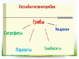 Грибы строение и разнообразие, слайд 18