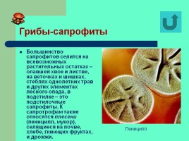 Грибы строение и разнообразие, слайд 19