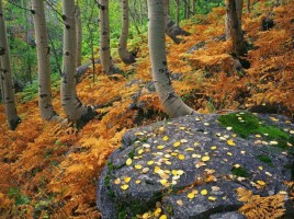 Золотая осень, слайд 5