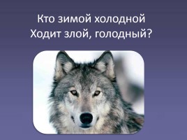 Дикие животные «Волк», слайд 2